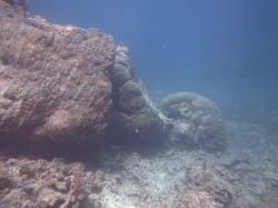 It is difficult to imagine the power of waves generated by Severe Cyclone Hamish. However by looking at the damage one can get a grasp on what a cyclone can do. In this photo massive Porites spp. coral colonies have been uprooted and toppled; the colony on the left is some 3m high and would weigh tens of tonnes.