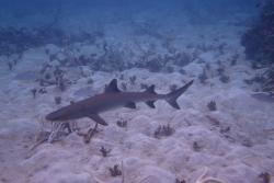 A solitary whitetip reef shark (Triaenodon obesus: the only member of its genus) glides over a sandy patch on the protected back reef at Reef 21-296.