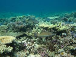 Two inquisitive coral trout (Plectropomus leopardus) approach the photographer on Reef 21-139 in the Swain sector. This reef has been closed to fishing since 2006 and it is not uncommon on such protected reefs for previously targeted species like coral trout to lose their fear of humans.
