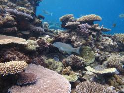 The habitat complexity and coral cover on parts of Reef 22-084 were relatively high and supported a wide variety of reef fishes such as the common coral trout (Plectropomus leopardus, centre of image).