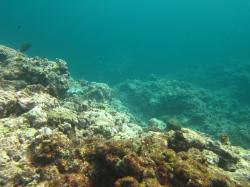 Outer-shelf reefs in the Townsville sector had a low coral cover due to Severe Cyclone Yasi (category 5) that passed to the north of this sector in February 2011. Surveys in 2013 indicated few signs of recovery since. This image taken on the flank of Chicken Reef is typical with barren reef framework swept clean of live coral and the benthic community dominated by a cover of coralline and turf algae.