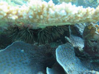 It is likely that COTS were more common than estimated on Rib Reef because high coral cover offered many places to hide.