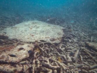 Coral rubble and overturned table corals at Reef 20-348 caused by TC Marcia and possibly also TC Debbie.