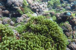 The green algae Caulerpa racemosa was abundant on some transects at Opal Reef.
