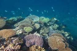 Overlapping table corals (Acropora spp.) proliferated on sections of the reef slope at Wade Reef.