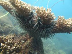 A large, adult crown-of-thorns starfish feeding on a tabulate Acropora sp. coral along a scuba survey transect at Low Isles Reef.