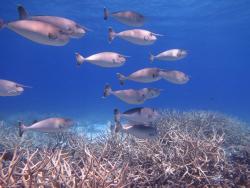 The surgeonfish Naso annulatus is widespread in the Indo-Pacific; in this image a school eyeballs the photographer as they swim over extensive beds of branching Acropora sp. corals on Reef 21-278.