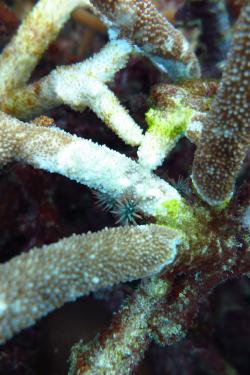 A small adult crown-of thorns starfish hiding from view at Opal Reef. The white scars help observers find these cryptic critters.