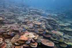 There have been signs of strong coral recovery on reefs in the Innisfail Sector in the years since Cyclone Yasi. The front reef slope at Taylor Reef is a great example of hard coral recovery driven by the growth of table and branching Acropora corals.
