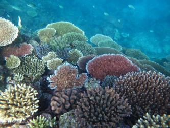 Long-term Reef Monitoring Program - Annual Summary Report on coral reef ...