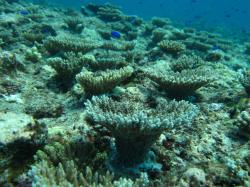 Reefs in the Capricorn-Bunker sector suffered a serious reduction in coral cover due to the effects of storms in 2008 and Cyclone Hamish in 2009. Recent surveys show coral is making a comeback on the majority of reefs in this sector. Here small corals have taken a foothold and in the absence of further disturbance should grow rapidly in coming years.