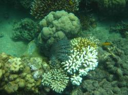 Crown-of-thorns starfish were observed on the majority of reefs surveyed in the Princess Charlotte Bay sector. Outbreak levels of COTS were observed on Clack Reef where coral cover had increased since it was last surveyed.