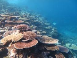 After suffering ongoing crown-of-thorns starfish outbreaks for many years, the eye of Severe Tropical Cyclone Hamish passed almost directly over Gannet Cay Reef in March 2009 reducing already impoverished coral cover to near zero. Surveys in 2015 show a remarkable turnaround in fortunes for this reef as corals continue to grow and thrive.