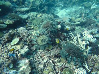 Many reefs in the south of the Swains region had intense outbreaks of crown-of-thorns starfish. These were at Small Lagoon Reef in February 2018.