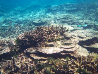 A coral community that had been recently killed by bleaching at Sir Charles Hardy Island Reef in August 2016.