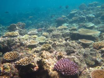Small coral colonies at Roxburgh Reef, showing continuing recovery after TC Yasi.