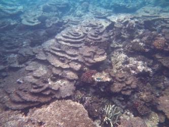 Dead standing corals at Rib Reef north of Townsville in February 2018. Rib Reef had very lush coral communities two years ago but has had a very severe outbreak of crown-of-thorns starfish as well as bleaching in early 2017.