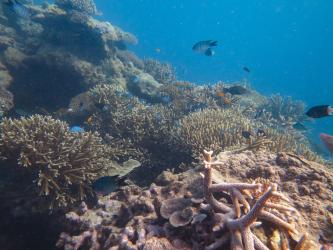 Relatively high coral cover at Reef 21-062 in February 2018.