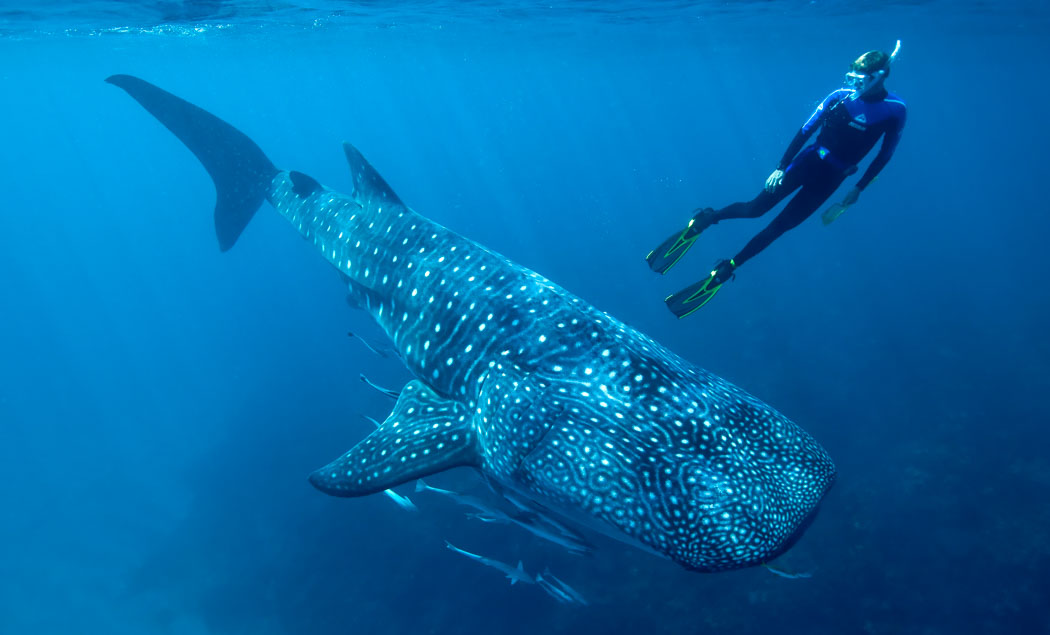 Whale Sharks Aims