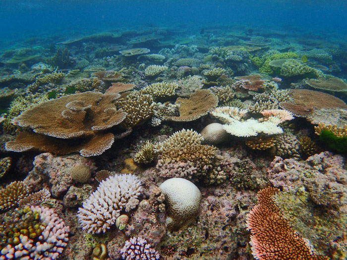 The effects of Coral bleaching