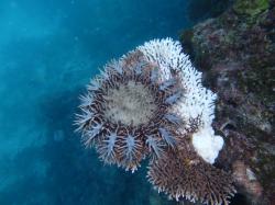 Small numbers of COTS, well below outbreak levels, were recorded on three reefs in the Townsville sector during manta tows. Any increase in COTS numbers would severely handicap recovery on reefs in this sector.