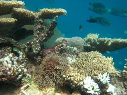 Crown-of-thorns starfish populations continue to build in this sector. In this photo, taken on Reef 16-107, a COTS is out and about during the day leaving a trail of white feeding scars that are the skeletal remnants of its hapless prey.