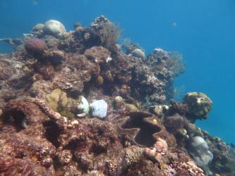 Grub Reef had the lowest coral cover of the reefs surveyed in this sector that are still recovering from the effects of Cyclone Yasi in 2011.
