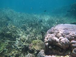 Coral cover continues to improve on midshelf reefs in the Whitsunday sector after suffering from the combined impacts of Severe Cyclone Hamish in 2009 and Cyclone Ului in 2010. This vibrant patch of hard corals was recorded on Reef 19-138.