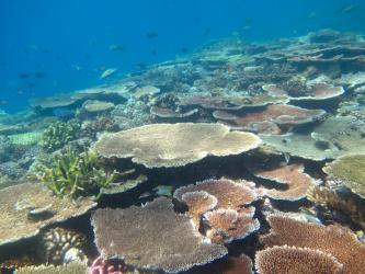 Reefs on the outer edge of the continental shelf in the northern region.  This is Creech Reef photographed in August 2016. 