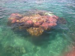 A coral bombie at Pearson Reef seen from the surface.