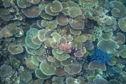 Exceptionally high coral cover on the upper reef slope at Taylor Reef, in the Innisfail sector. These reefs have shown strong recovery of hard coral cover in the years following Cyclone Yasi.