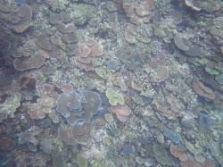 There has been remarkable recovery in coral cover on many Swain reefs since Severe Cyclone Hamish passed through the region in 2009. This photo was taken on Chinaman Reef and shows many small Acropora spp. hard coral colonies suggesting coral cover will improve in future years even though it is already very high.