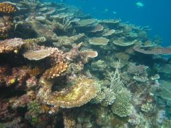 Despite the generally low coral cover the majority of reefs in the Townsville sector were showing early signs of recovery from Severe Cyclone Yasi that passed passed to the north of the sector in early February 2011. This photo taken from the second flank on Kelso Reef shows many tabulate Acropora spp. hard corals growing on the reef slope.