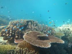 A diverse coral assemblage on Beaver Reef. This reef has shown signs of recovery from storm damage.