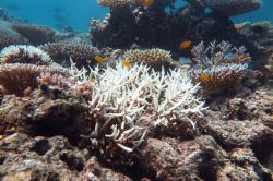 Bleached branching Acropora sp. hard coral on John Brewer reef.