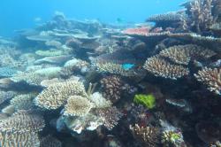 Coral cover on Rib Reef continues to show good recovery after enduring the effects of Severe Cyclone Yasi in 2011.