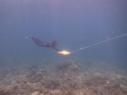 A member of the long term monitoring team conducting manta tow surveys along the reef slope.