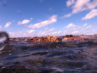 Many corals thrived on the reef crest despite recent high sea surface temperatures and being exposed at spring low tide.