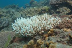 Figure 4: A bleached Acropora spp. at Tern Reef.