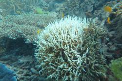 Figure 5: A bleached Seriatopora hystrix colony at Tern Reef.
