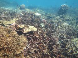 This is what a reef looks like once crown-of-thorns starfish have decimated coral cover. Old dead coral skeletons become covered in filamentous turf algae and give the reef a dull lifeless appearance.