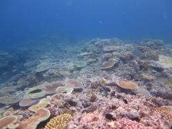 Coral cover on Credlin Reef in the Pompey Sector is in the early stage of recovery from multiple disturbances including COTS, cyclones and coral bleaching.