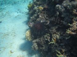 A crown-of-thorns starfish having a feed on the back reef at East Cay.