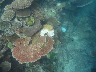 Characteristic white crown-of-thorns feeding scars were common in many places around the perimeter of Rib Reef.