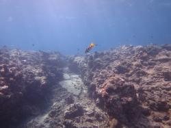 A coral trout swims over a denuded section of MacGillivray Reef.