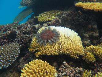 Crown-of-thorns starfish at Farquharson Reef north of Townsville in late 2017.The pattern of outbreaks of crown-of-thorns starfish continued to progress south well into the Central Region.