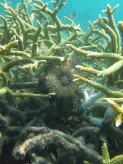 Coral cover was generally high but varied considerably on reefs in the Cape Grenville sector. Crown-of-thorns starfish densities were at the highest levels recorded since 1996. In this photos a COTS can be seen feeding on branching corals in the Sir Charles Hardy Islands