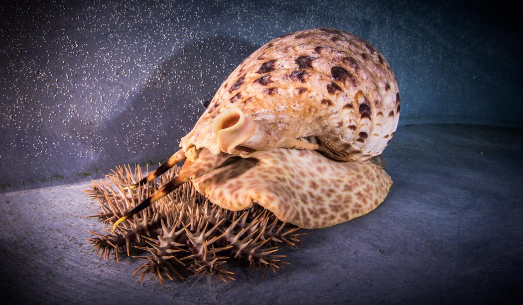 A giant triton snail – one of the few known predators of crown-of-thorns starfish - feeding on a starfish at the Australian Institute of Marine Science in Townsville. Image: Christian Miller, AIMS.