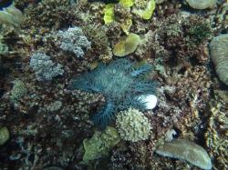 A crown-of-thorns starfish out on the prowl looking for its next victim.