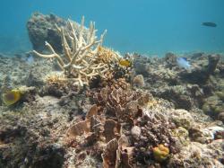 Recovery in coral cover varies between reefs and locations around reefs. On the back of Reef 19-131 that is only a few kilometres from Reef 19-138 sponges were abundant and coral cover was yet to show signs of general regrowth.